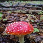 IMG_20241007_095330655.jpg