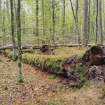 IMG_20241007_101540357.jpg