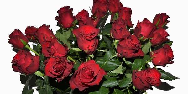 roses-3798639_640.jpg